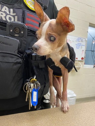 Shelter Stray Female Dog last seen Corner of 98th Ave and 87th Street, IRC AC, FL, 6230 77th St, Vero Beach, FL 32967, USA