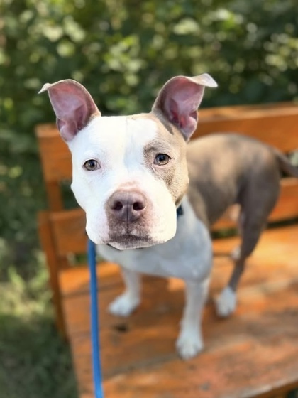 Shelter Stray Female Dog last seen Monument St and Linwood Ave., 21205, MD, 2490 Giles Rd, Baltimore, MD 21225, USA