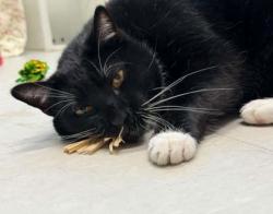Shelter Stray Male Cat last seen Near Duvall Ave, 21216, MD, 2490 Giles Rd, Baltimore, MD 21225, USA