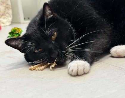 Shelter Stray Male Cat last seen Near Duvall Ave, 21216, MD, 2490 Giles Rd, Baltimore, MD 21225, USA