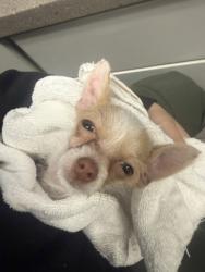 Shelter Stray Male Dog last seen Hillcrest Road, Dallas,, 1491 Business Park Ct, Gastonia, NC 28052, USA