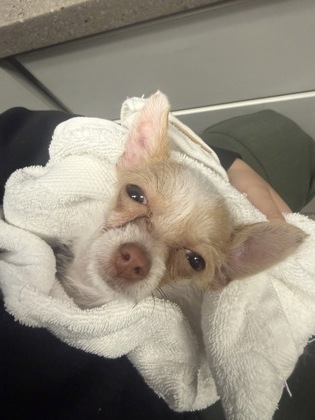Shelter Stray Male Dog last seen Hillcrest Road, Dallas,, 1491 Business Park Ct, Gastonia, NC 28052, USA