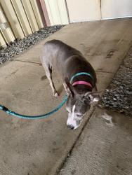 Found/Stray Female Dog last seen Bishop, Marietta, GA 30090
