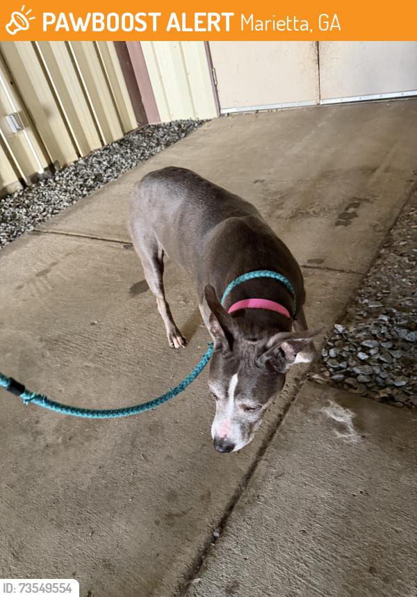 Found/Stray Female Dog last seen Bishop, Marietta, GA 30090