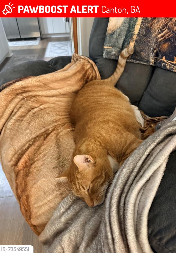 Lost Male Cat last seen Prominence Point Pkwy-Indigo apmts, Canton, GA 30114
