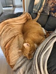 Lost Male Cat last seen Prominence Point Pkwy-Indigo apmts, Canton, GA 30114