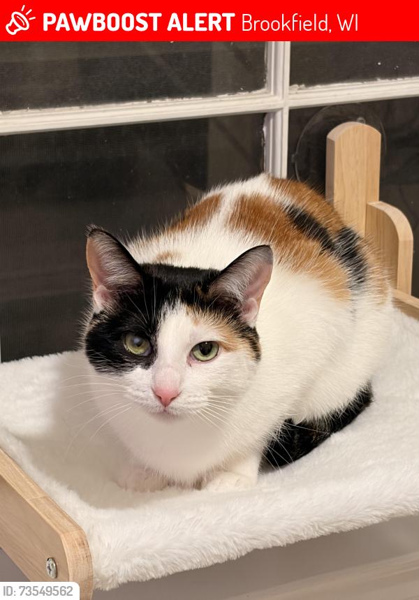 Lost Female Cat last seen Lynnwood Lane and Mount Vernon Ave., Brookfield, WI 53005