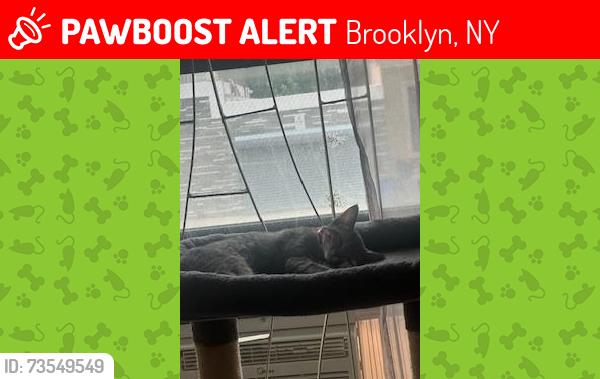 Lost Female Cat last seen central ave between menahan st, Brooklyn, NY 11221