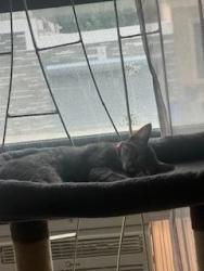 Lost Female Cat last seen central ave between menahan st, Brooklyn, NY 11221