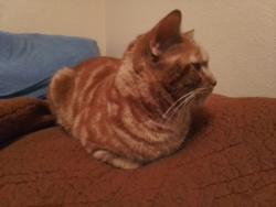 Reunited Male Cat last seen 5th St and Turtle Crk, Sanger, Sanger, TX 76266