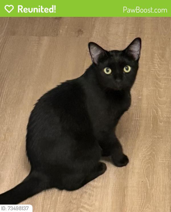 Reunited Female Cat last seen Calhoun apmts, Cambridge, MN 55008