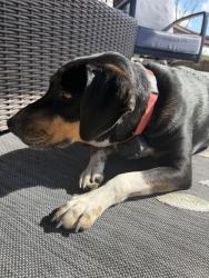 Reunited Female Dog last seen Highway 109 near Midway School Rd, Thomasville, NC 27360