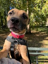 Shelter Stray Male Dog last seen Near Paulding Avenue, BRONX, NY, 10469, 326 E 110th St, New York, NY 10029, USA