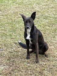 Found/Stray Female Dog last seen Carman Trail and N Highway 25, Greenville County, SC 29690