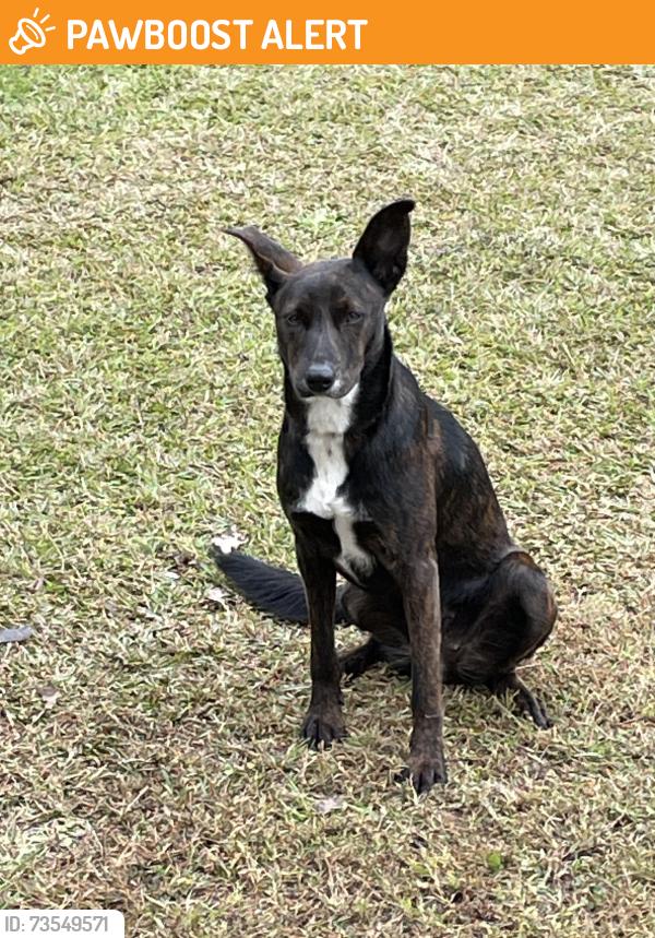 Found/Stray Female Dog last seen Carman Trail and N Highway 25, Greenville County, SC 29690