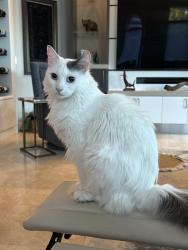 Reunited Male Cat last seen Gulf Harbor Golf And Country Club, Fort Myers, FL 33908