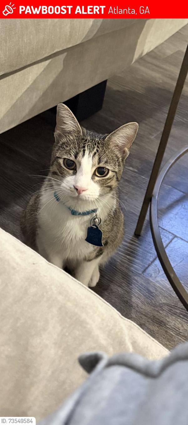 Lost Male Cat last seen Pine, Atlanta, GA 30308