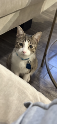 Lost Male Cat last seen Pine, Atlanta, GA 30308