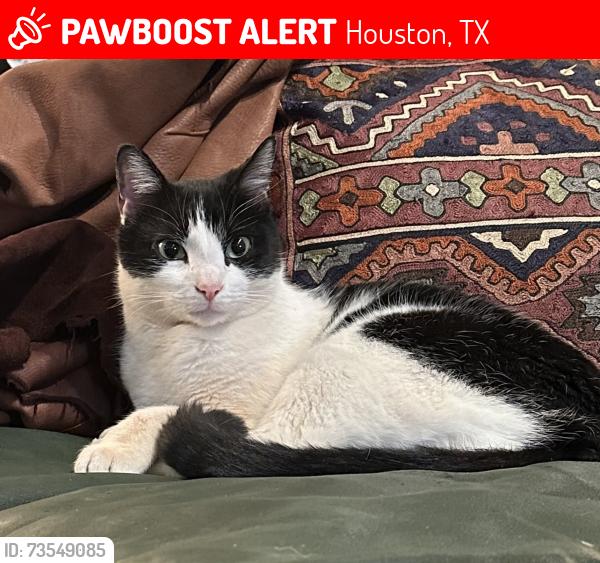 Lost Male Cat last seen Heights blvd & east 16th, Houston, TX 77008