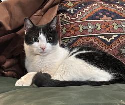 Lost Male Cat last seen Heights blvd & east 16th, Houston, TX 77008