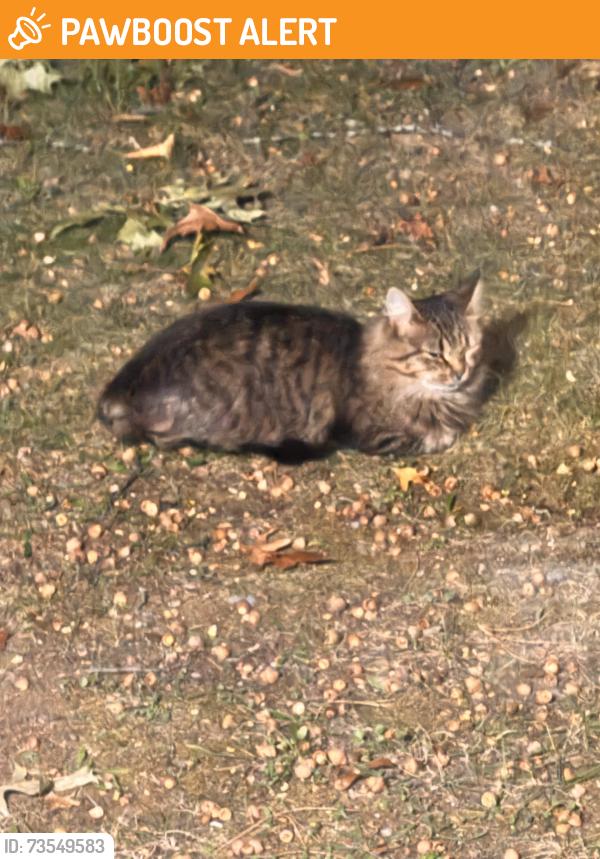 Found/Stray Unknown Cat last seen Crescent Lake ests Plumstead and Eldridge, Waterford Township, MI 48327