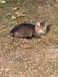 Found/Stray Unknown Cat last seen Crescent Lake ests Plumstead and Eldridge, Waterford Township, MI 48327