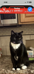 Reunited Male Cat last seen Caldwell, ID, USA, Caldwell, ID 83605