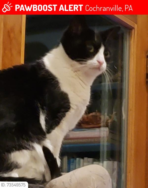Lost Female Cat last seen Fernwood Road & Rt 926, Cochranville, PA 19330