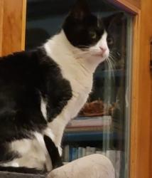 Lost Female Cat last seen Fernwood Road & Rt 926, Cochranville, PA 19330