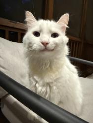Reunited Male Cat last seen Strickland and Barleymoore, Raleigh, NC 27615