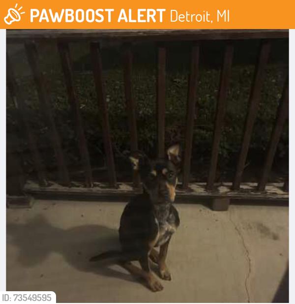 Found/Stray Female Dog last seen Near Schoolcraft, Detroit, MI 48223, Detroit, MI 48223