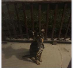 Found/Stray Female Dog last seen Near Schoolcraft, Detroit, MI 48223, Detroit, MI 48223
