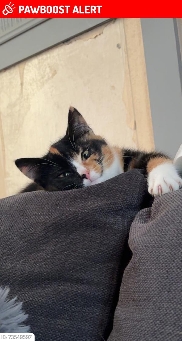 Lost Female Cat last seen Dicky bird, Greater Manchester, England BL9 6JR