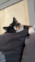 Lost Female Cat last seen Dicky bird, Greater Manchester, England BL9 6JR