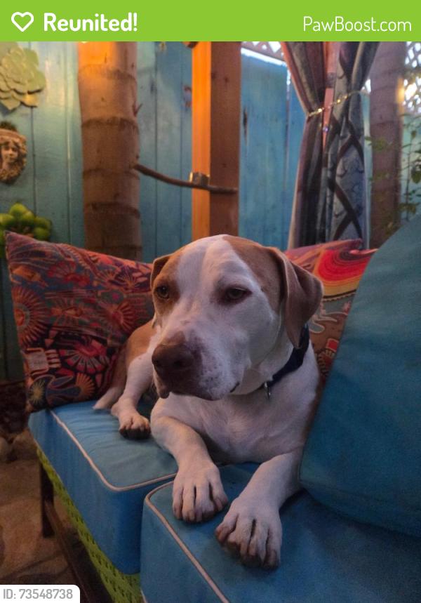 Reunited Male Dog last seen Glassell and Walnut, Orange, CA 92866