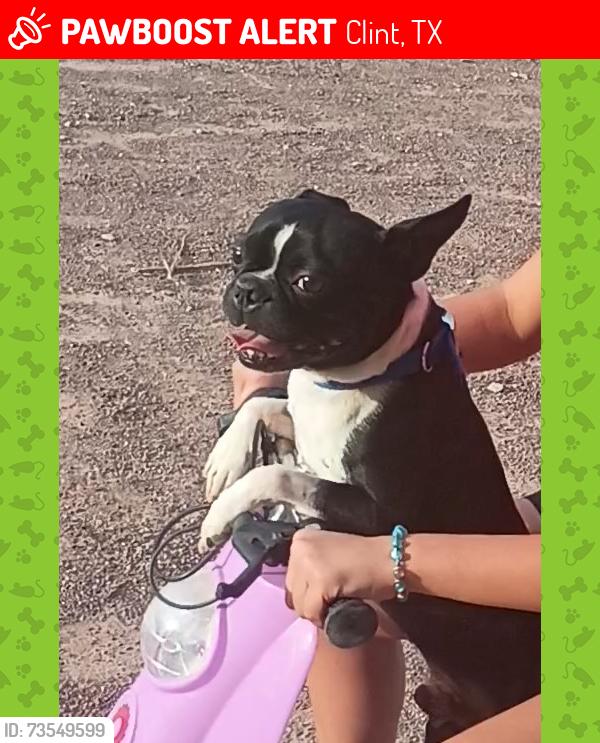 Lost Male Dog last seen Camino de La Rosa, Clint, TX 79836