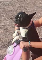 Lost Male Dog last seen Camino de La Rosa, Clint, TX 79836