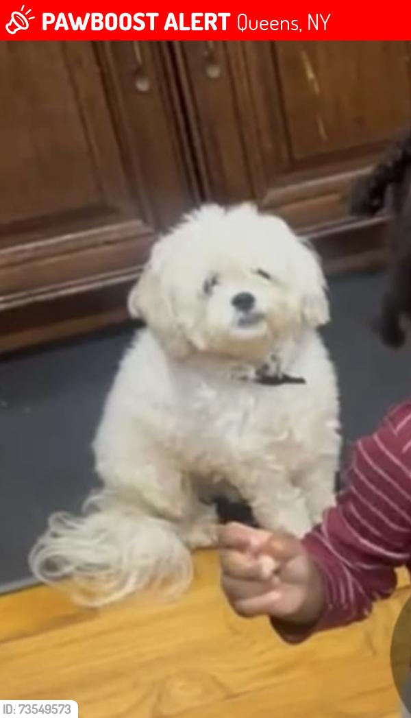Lost Male Dog last seen Mangin Ave & farmers blvd, Queens, NY 11412