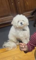 Lost Male Dog last seen Mangin Ave & farmers blvd, Queens, NY 11412