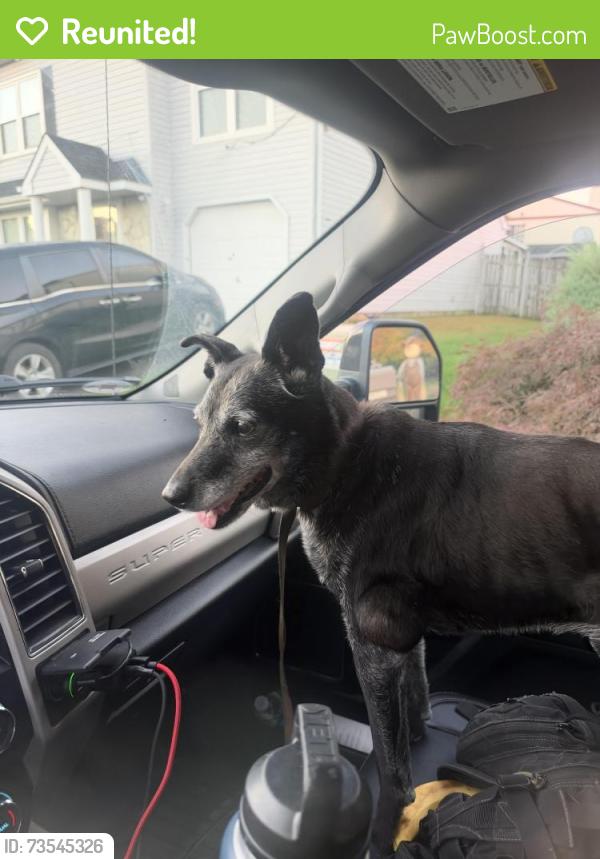 Reunited Female Dog last seen Huntingdon pike, Bryn Athyn, PA 19009
