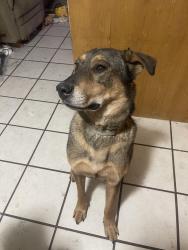 Found/Stray Male Dog last seen Maverik, Lathrop, CA 95330