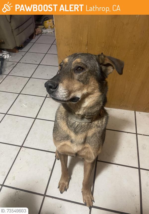 Found/Stray Male Dog last seen Maverik, Lathrop, CA 95330