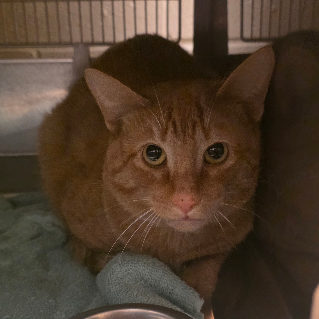 Shelter Stray Male Cat last seen , 54687 Co Rd 19, Bristol, IN 46507, USA