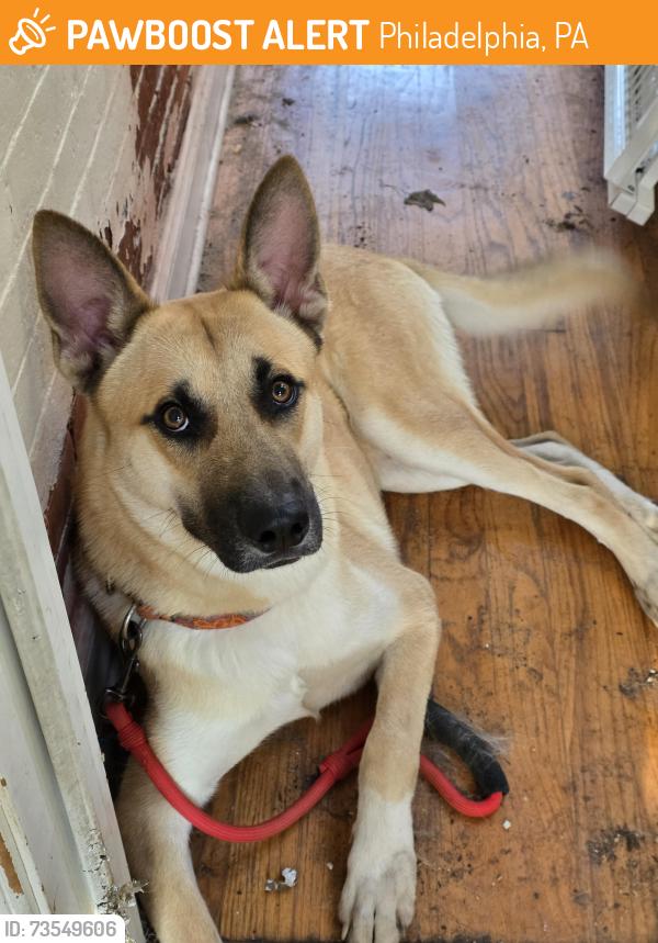 Found/Stray Male Dog last seen 50th and Pentridge st, Philadelphia, PA 19143