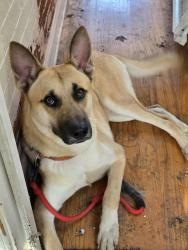 Found/Stray Male Dog last seen 50th and Pentridge st, Philadelphia, PA 19143
