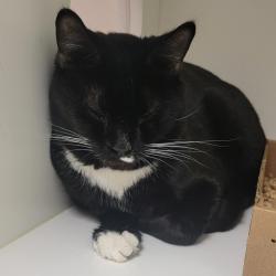 Shelter Stray Male Cat last seen , Animal Care & Control Team of Philly, 111 W Hunting Park Ave, Philadelphia, PA 19140, USA