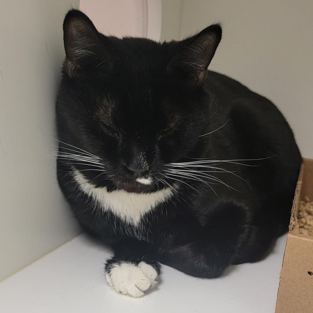 Shelter Stray Male Cat last seen , Animal Care & Control Team of Philly, 111 W Hunting Park Ave, Philadelphia, PA 19140, USA