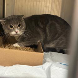 Shelter Stray Male Cat last seen , Animal Care & Control Team of Philly, 111 W Hunting Park Ave, Philadelphia, PA 19140, USA