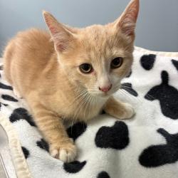 Shelter Stray Male Cat last seen , 1013 Garfield St, Oak Park, IL 60304, USA