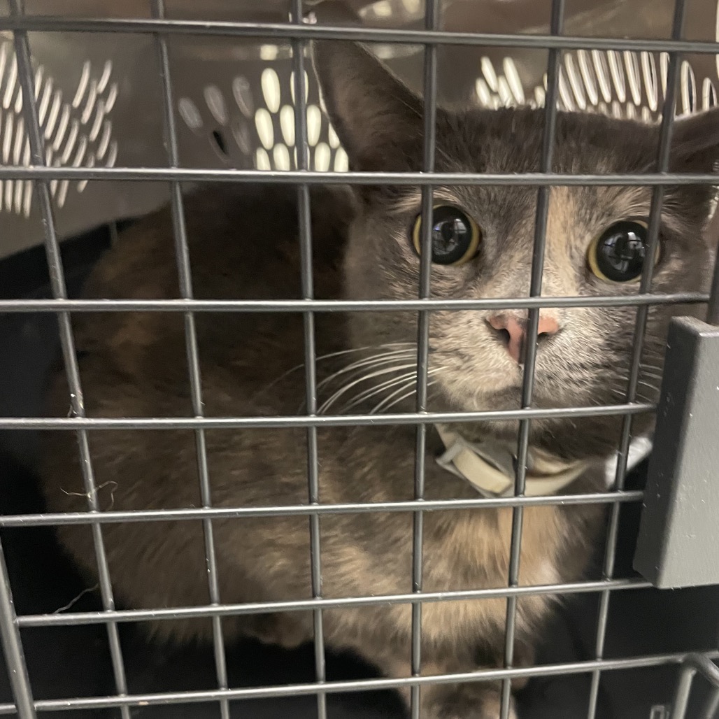 Shelter Stray Female Cat last seen , Animal Care & Control Team of Philly, 111 W Hunting Park Ave, Philadelphia, PA 19140, USA